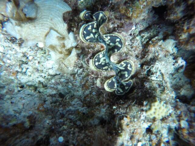 Fun diving with open water - Coron (Palawan) - near of Coron Cave