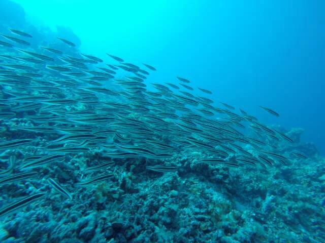 Fun diving with openwater - Coron in Palawan - CYC reef