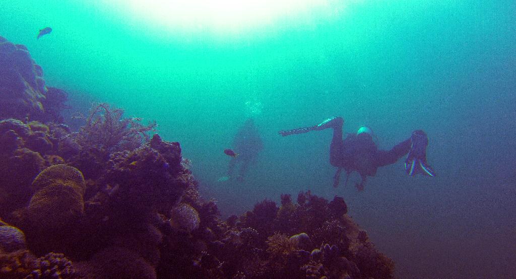 펀다이빙.. - 사방비치 - Coral Gardens