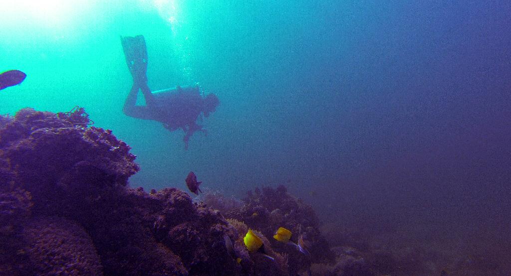 펀다이빙.. - 사방비치 - Coral Gardens