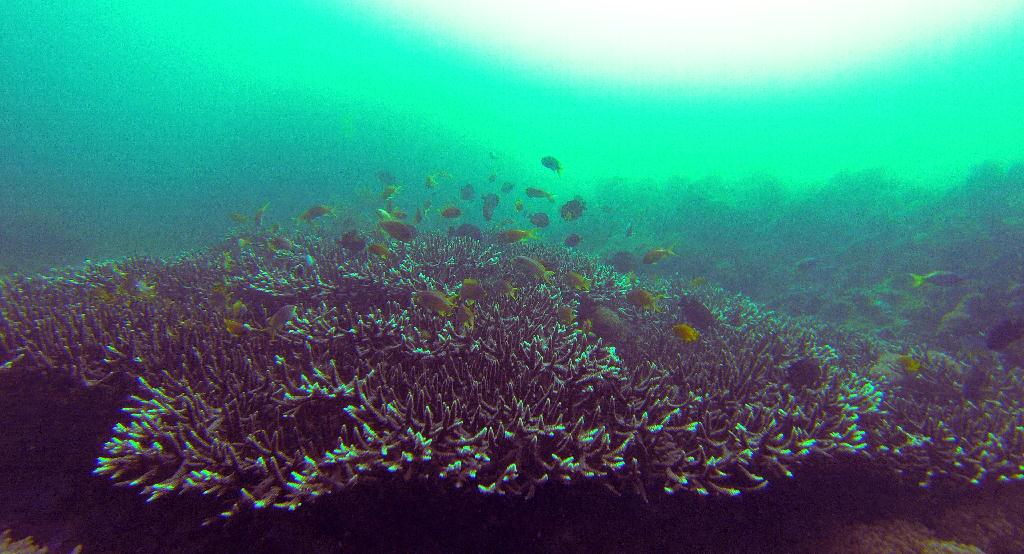 펀다이빙.. - 사방비치 - Coral Gardens