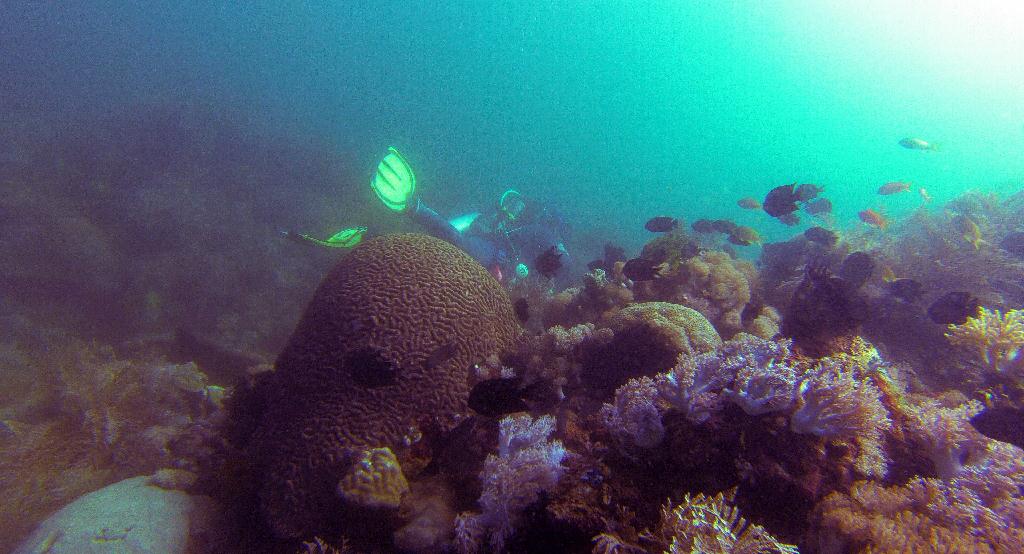 펀다이빙.. - 사방비치 - Coral Gardens