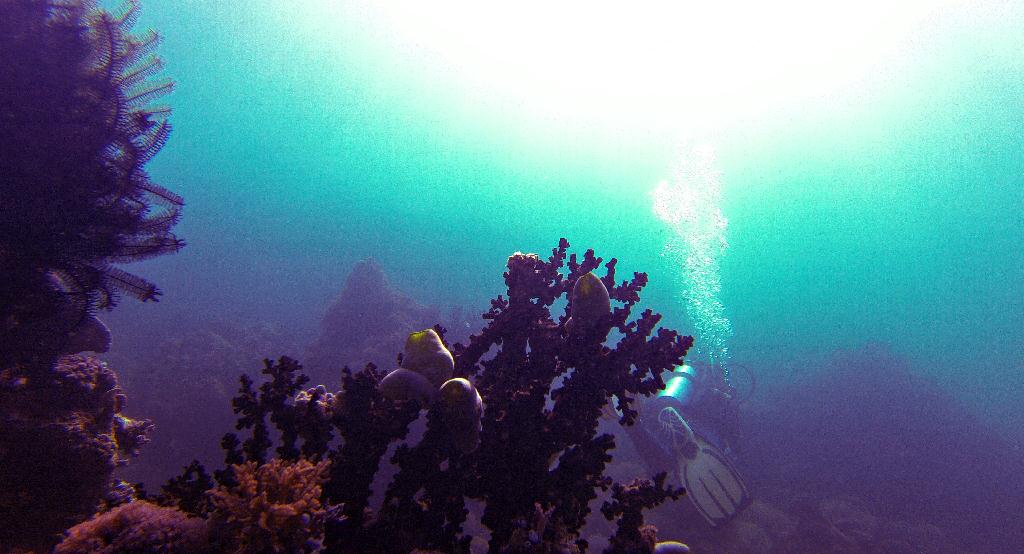 펀다이빙.. - 사방비치 - Coral Gardens