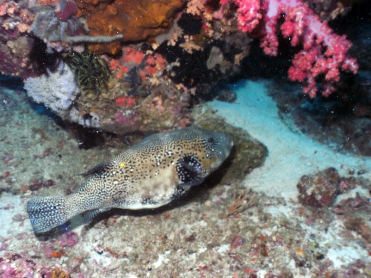 펀다이빙 - 필리핀 세부 건우다이브리조트 - 수밀론 이카루스