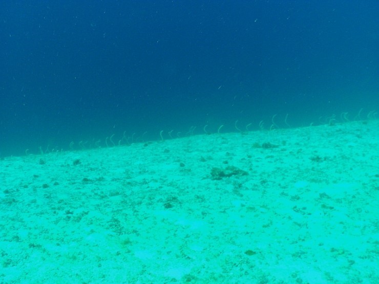 펀다이빙 - 필리핀 세부 건우다이브리조트 - 수밀론 오아시스