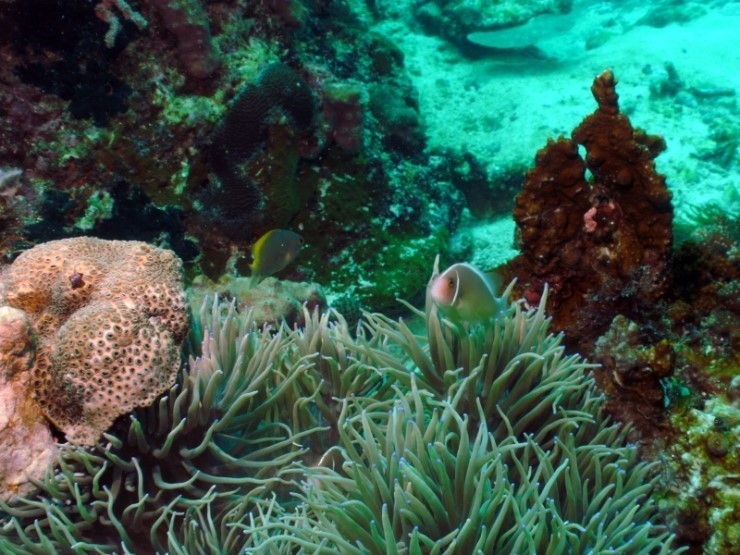 펀다이빙 - 필리핀 세부 건우다이브리조트 - 칸누마카