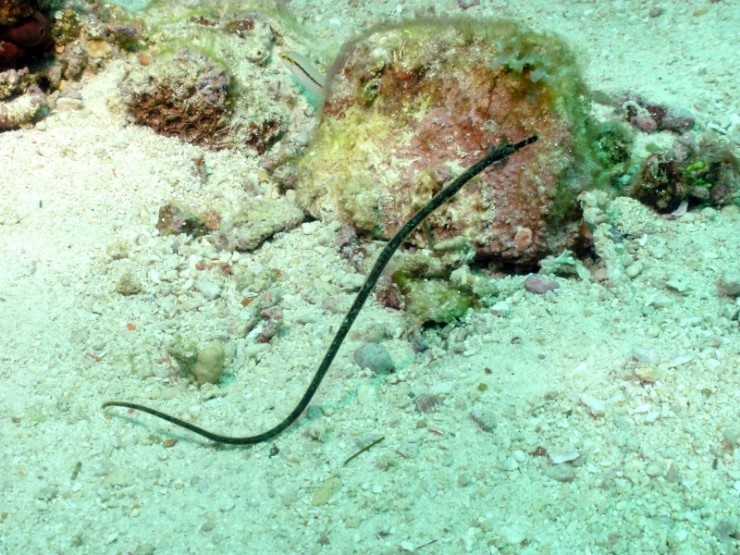 펀다이빙 - 필리핀 세부 건우다이브리조트 - 칸누마카