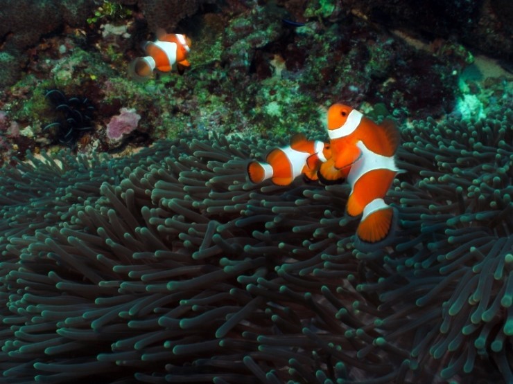 펀다이빙 - 필리핀 세부 건우다이브리조트 - 칸누마카