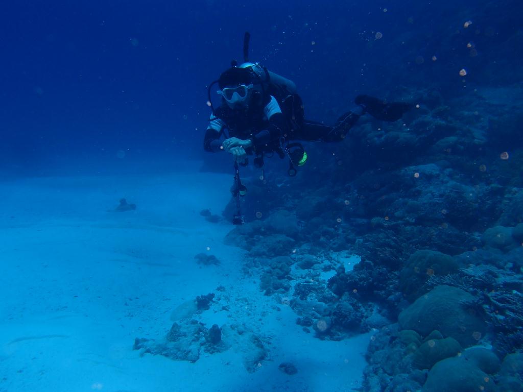 상어보기 - 팔라우 - 저먼월