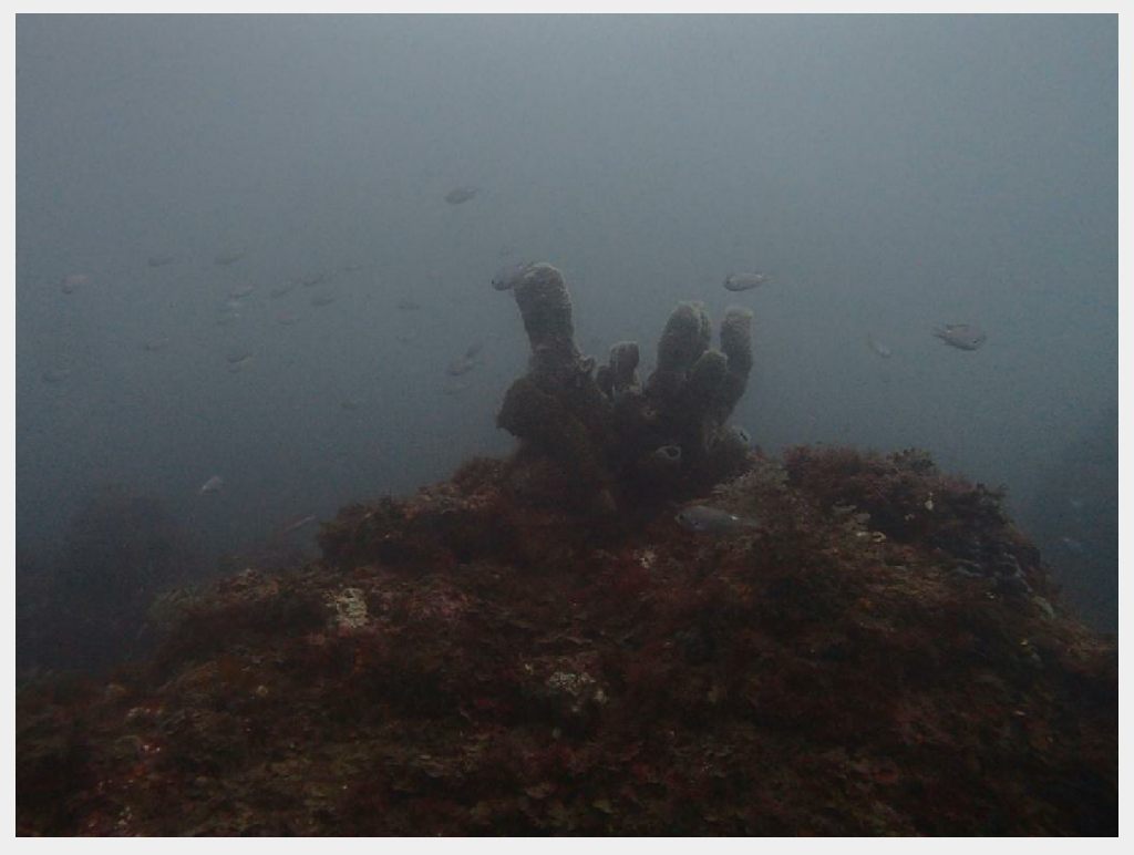 맨드라미 멀티레벨 다이빙 - 제주바다하늘 - 주상절리