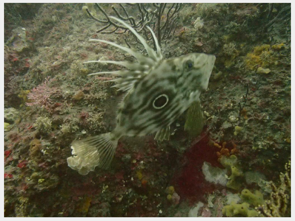 연산호 - 제주씨플러스 - 범섬 새끼섬