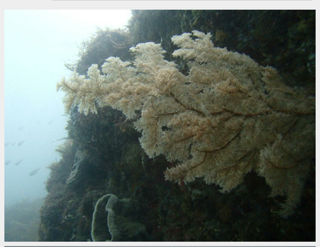 맨드라미 멀티레벨 다이빙 - 제주바다하늘 - 주상절리