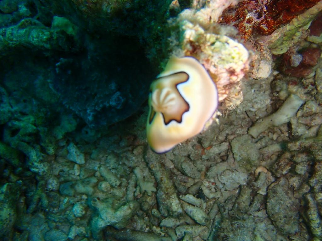 썬셋 다이빙 만다린 - 말라파스쿠아 - 라이트 하우스