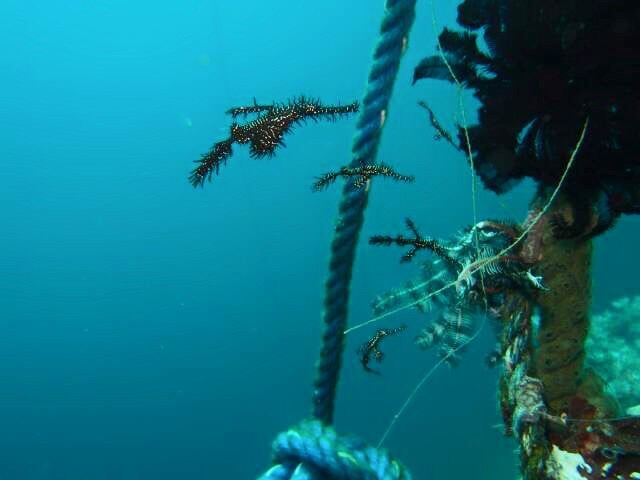 Fun diving - 두마게티 - Ceres
