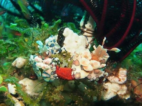 Fun Diving - 두마게티 - Ceres