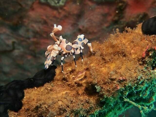 Fun Diving - 두마게티 - Ceres