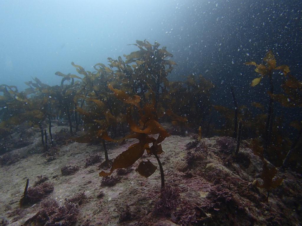 홍도다이빙투어3 - 거제도 - 홍도