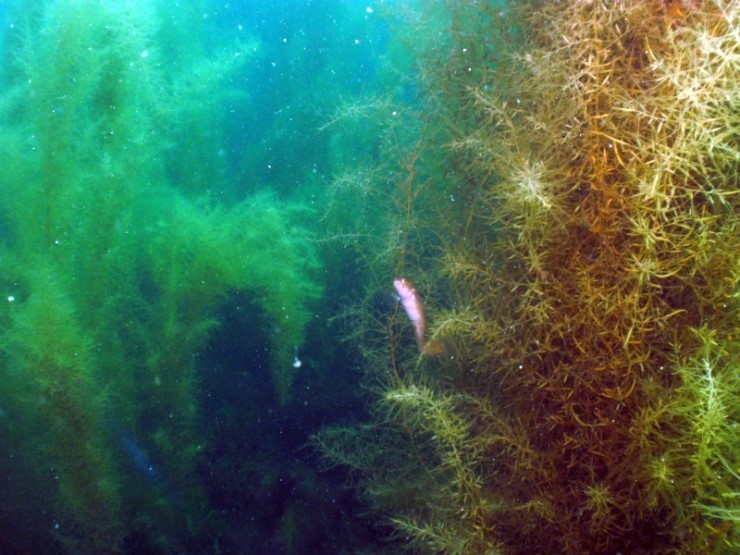 펀다이빙 - 강원도 양양 38마린리조트 - 모자반