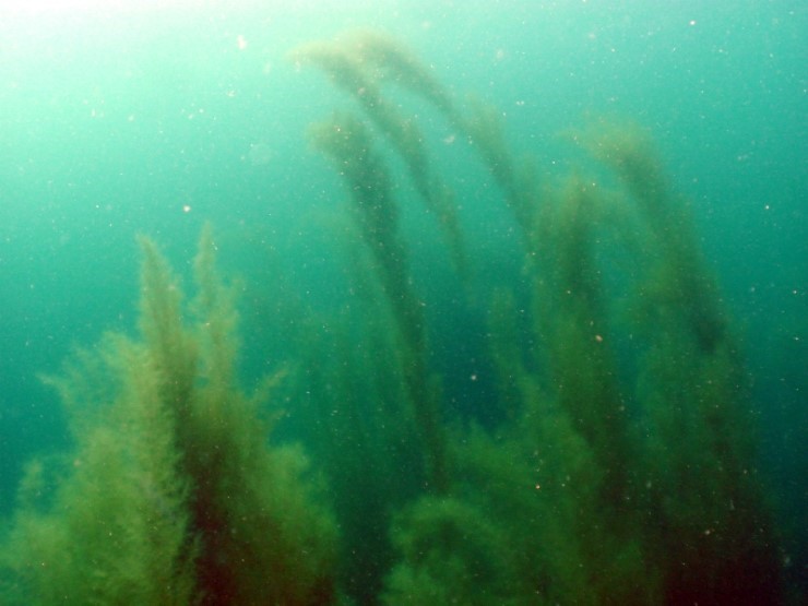 펀다이빙 - 강원도 양양 38마린리조트 - 모자반