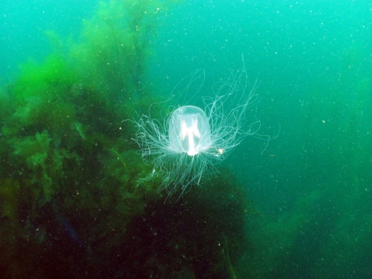 펀다이빙 - 강원도 양양 38마린리조트 - 모자반