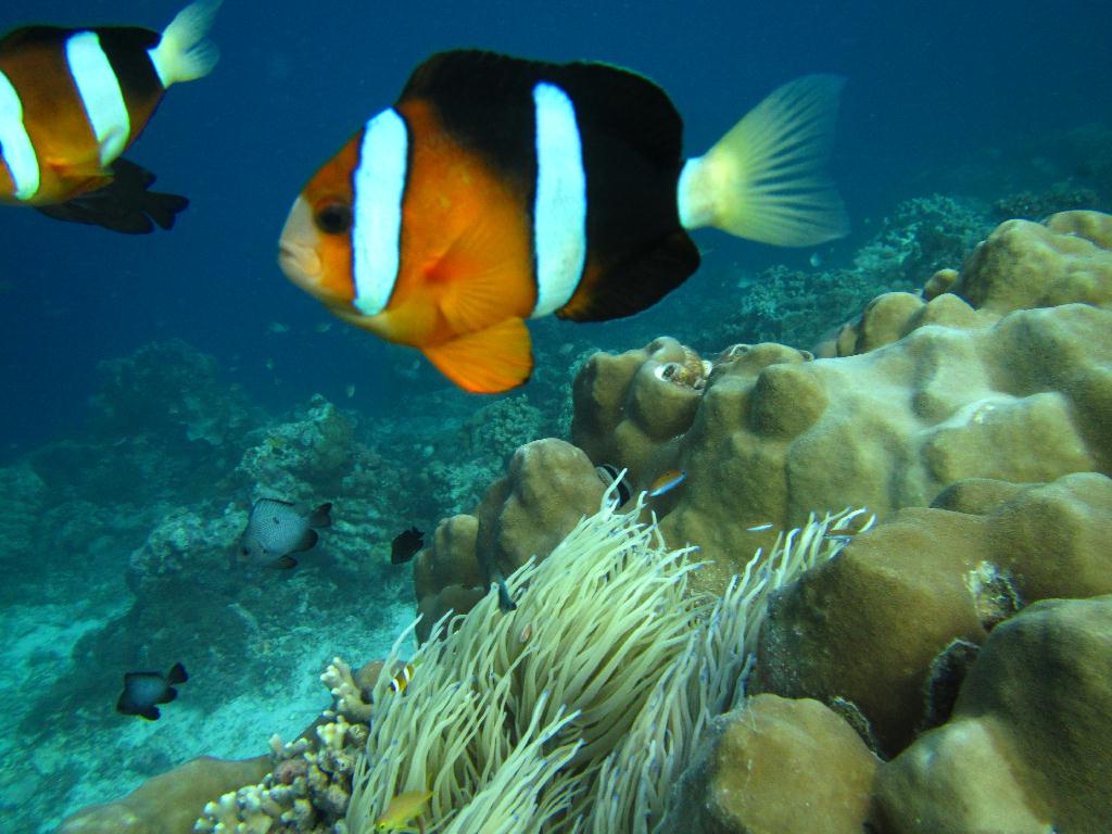 펀다이빙 - 필리핀 막탄 - 정어리떼 포인트?꼰띠끼포인트...(강사님 감사합니다..^^)