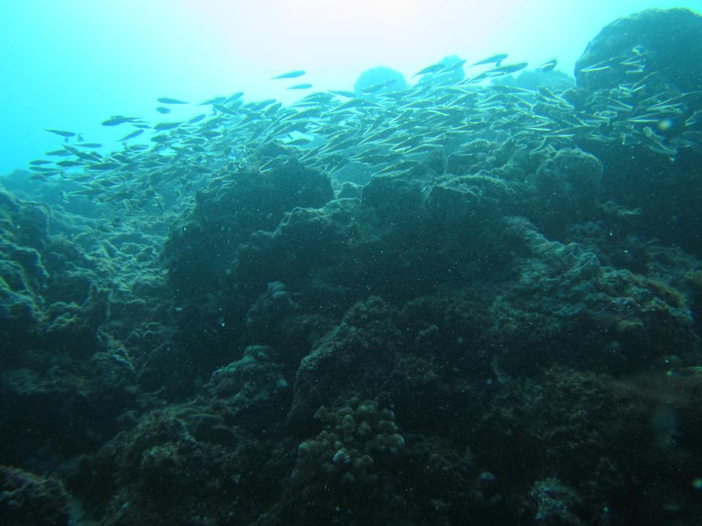 펀다이빙 - 필리핀 막탄 - 정어리떼 포인트?꼰띠끼포인트...(강사님 감사합니다..^^)