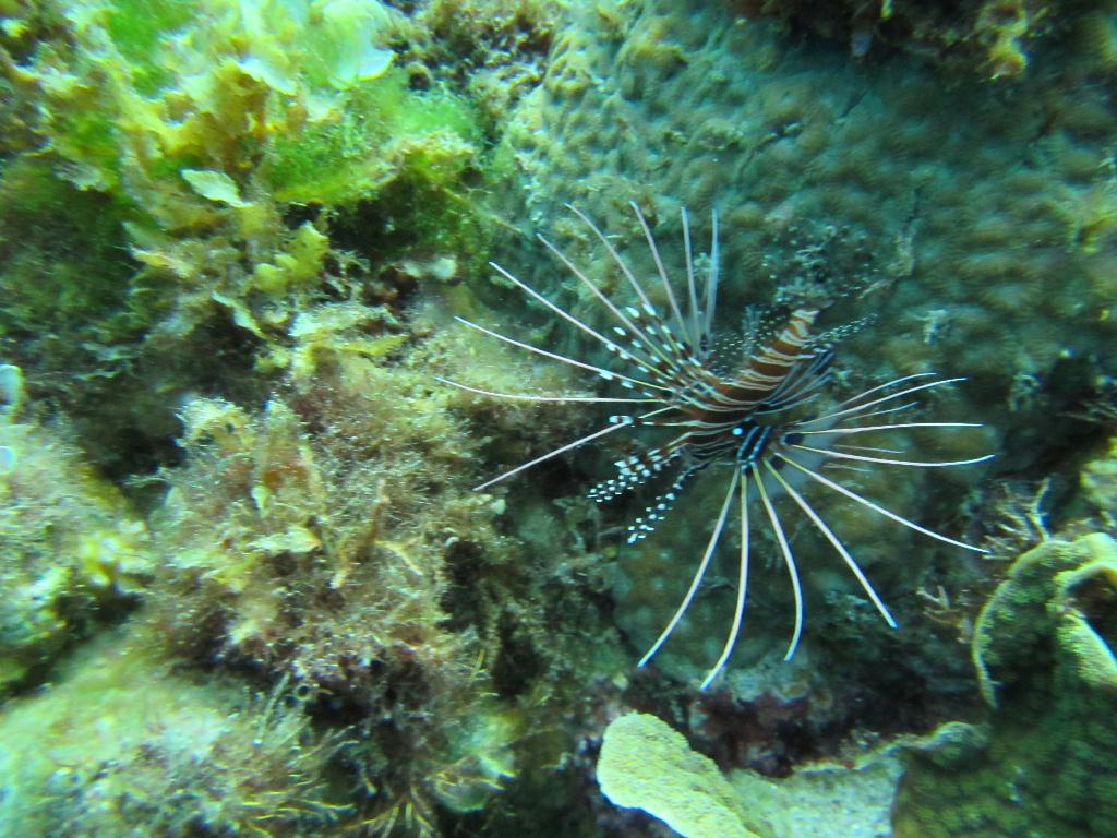 펀다이빙 - 필리핀 막탄 - 정어리떼 포인트?꼰띠끼포인트...(강사님 감사합니다..^^)