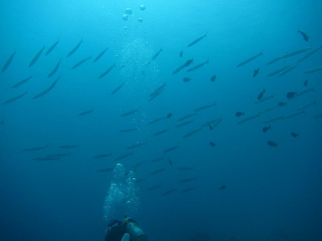 펀 다이빙 - 팔라우(그랑블루) - glass land