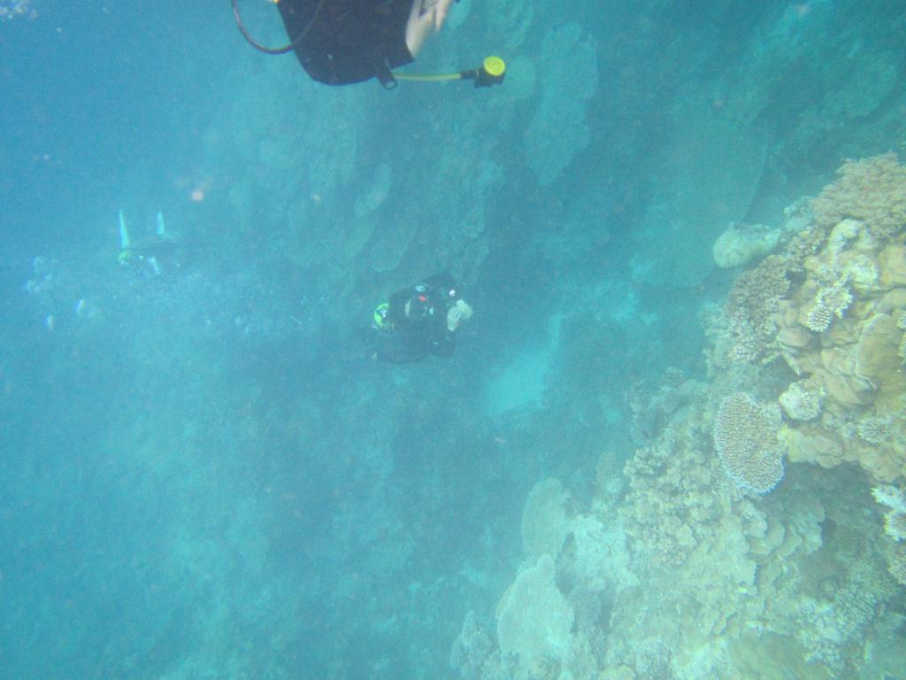 펀 다이빙 - 팔라우(그랑블루) - Ulong wall