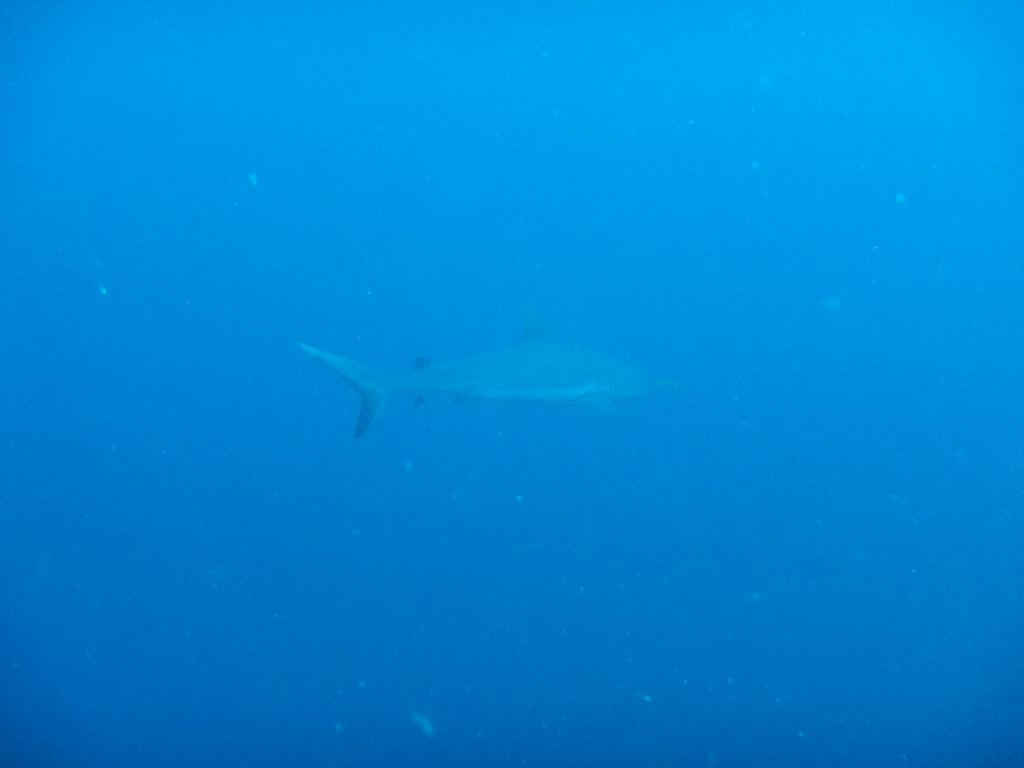 펀 다이빙 - 팔라우(그랑블루) - Ulong wall