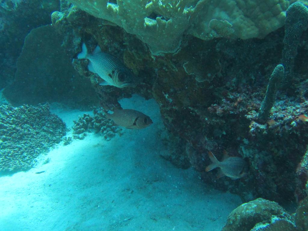 펀 다이빙 - 팔라우(그랑블루) - glass land