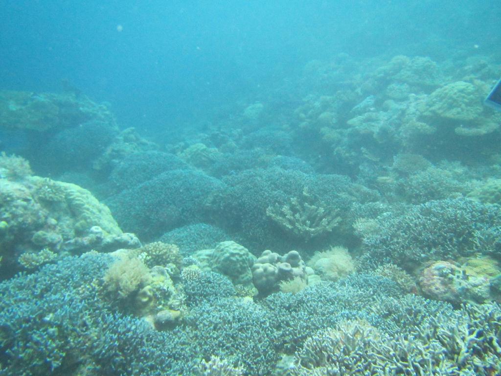 펀 다이빙 - 팔라우(그랑블루) - Ulong wall