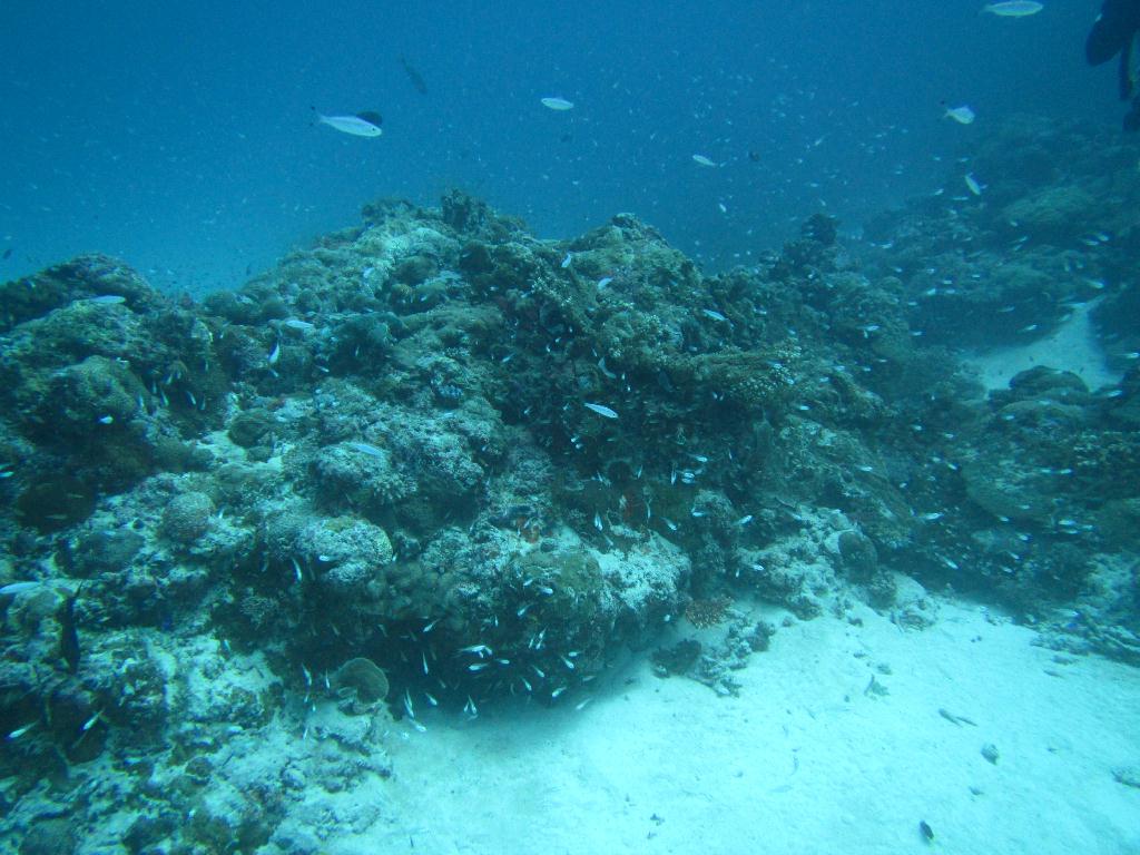 펀 다이빙 - 팔라우(그랑블루) - glass land