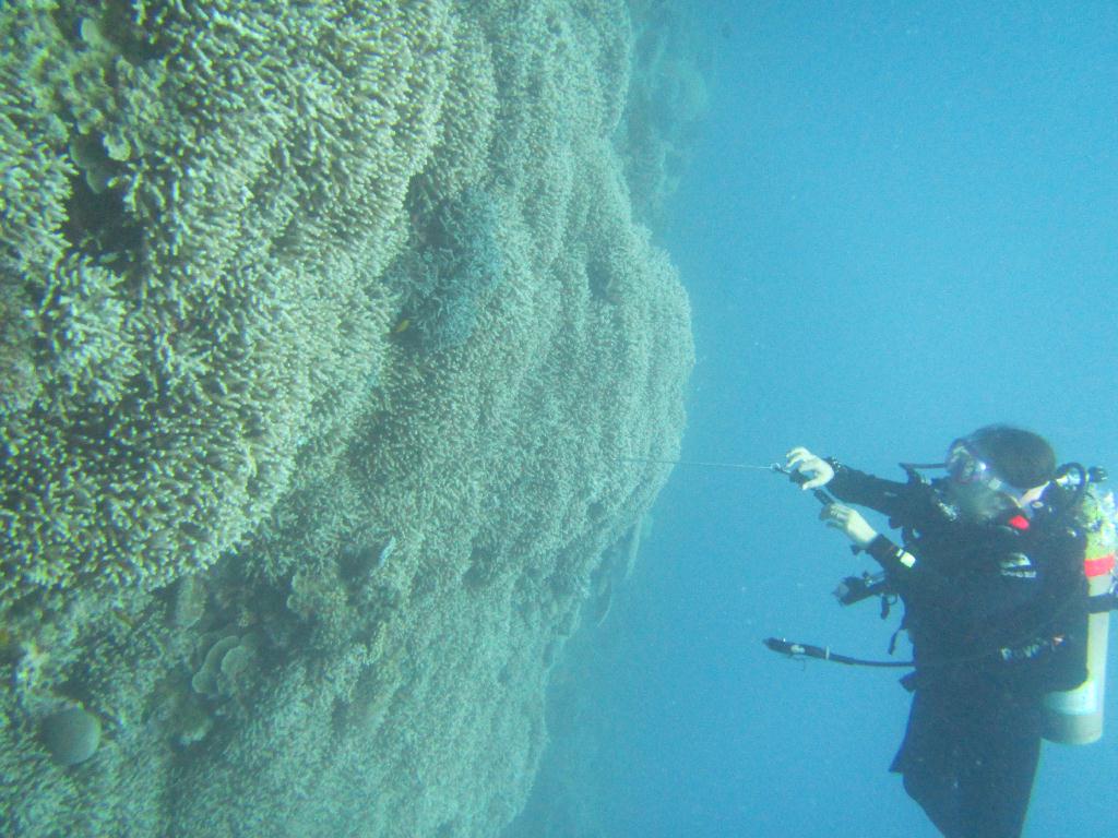 펀 다이빙 - 팔라우(그랑블루) - Ulong wall