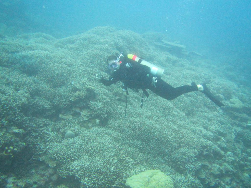 펀 다이빙 - 팔라우(그랑블루) - Ulong wall