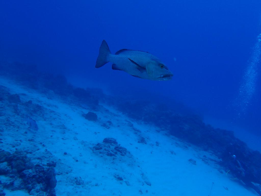 티니안 - 레드홀