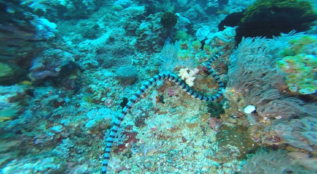 펀다이빙(야간) - 민도르 사방 레드썬 리조트 - Sabang Wreck