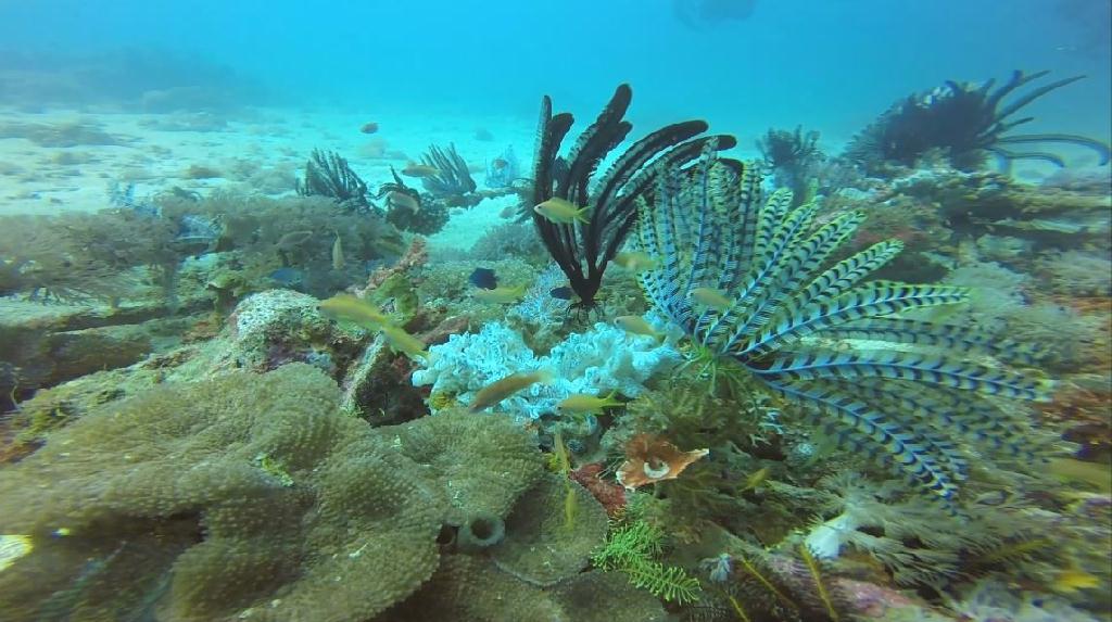 펀다이빙(야간) - 민도르 사방 레드썬 리조트 - Sabang Wreck