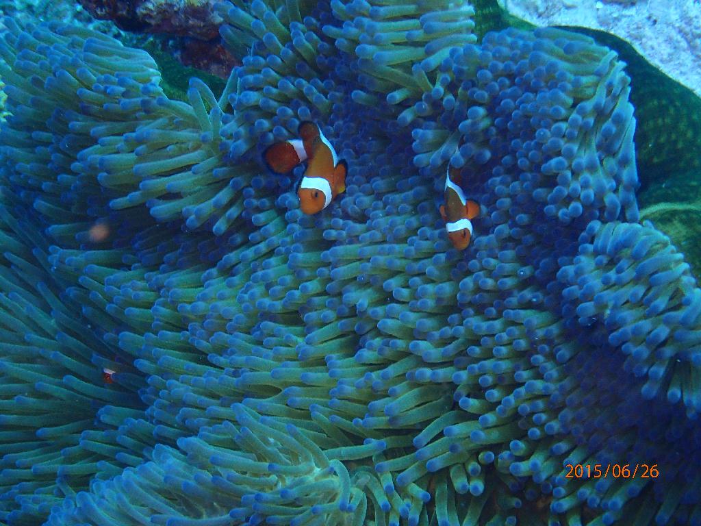 Kerama Island - Nanabanzaki