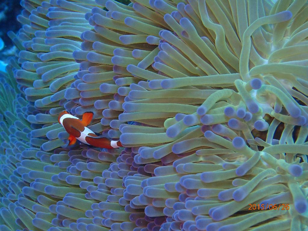 Kerama Island - Nanabanzaki