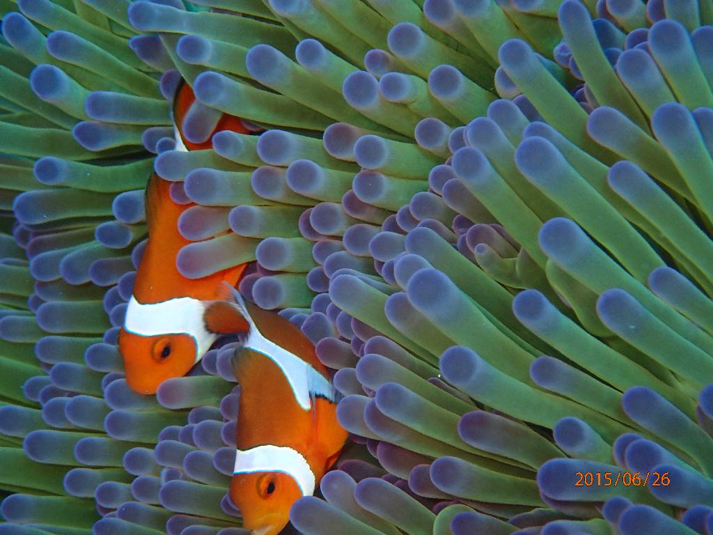 Kerama Island - Nanabanzaki