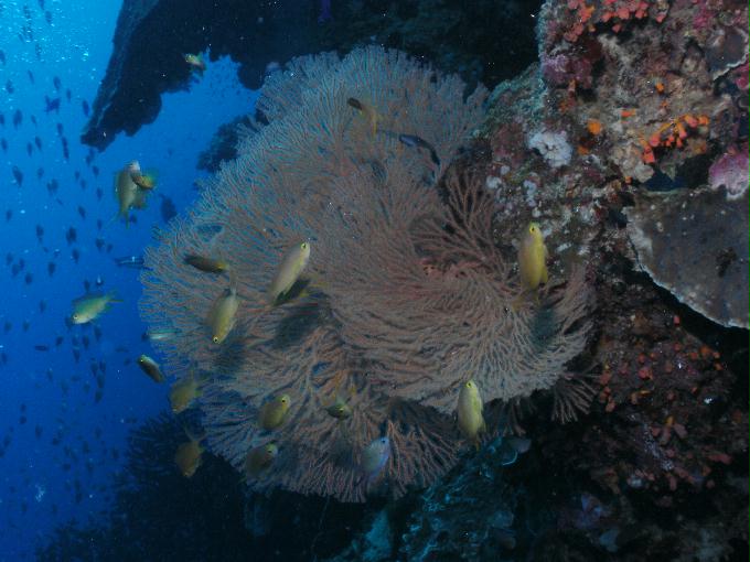 愉快的潜水活动 - 菲律宾卡卡湾度假村 - TONGO SANCTUARY