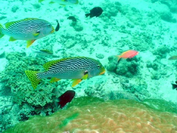 愉快的潜水活动 - 菲律宾佬沃度假村 - Balay