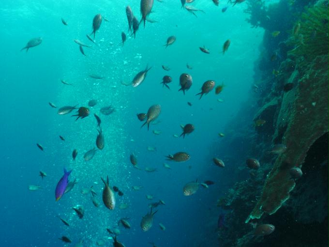 愉快的潜水活动 - 菲律宾卡卡湾度假村 - TONGO SANCTUARY