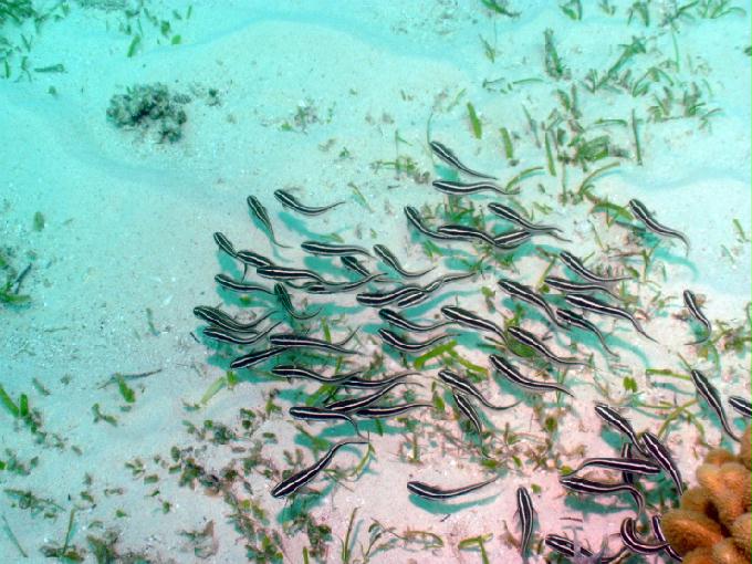 愉快的潜水活动 - 菲律宾佬沃度假村 - Balay