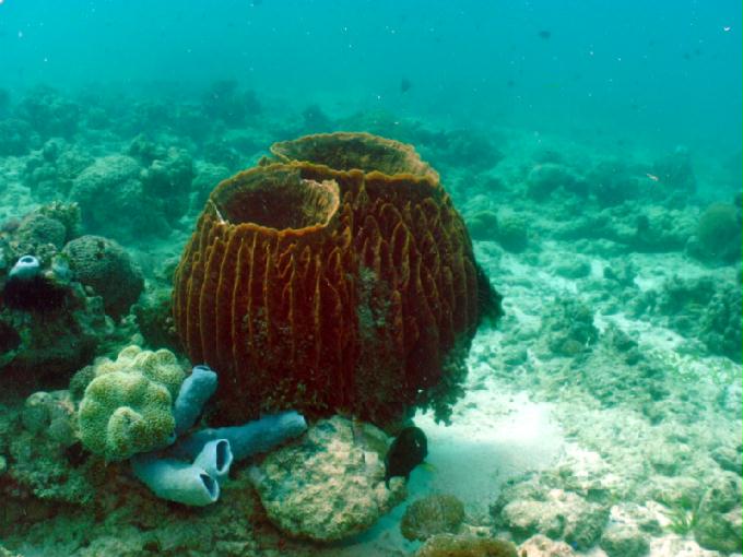 愉快的潜水活动 - 菲律宾佬沃度假村 - Balay