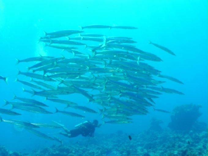 愉快的潜水活动 - 塞班 Dive Y2K - NAFTAN