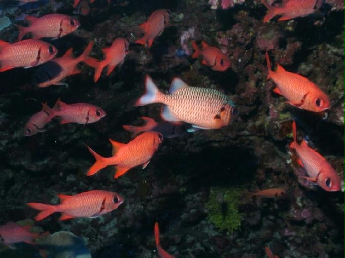 愉快的潜水活动 - 塞班 Dive Y2K - NAFTAN