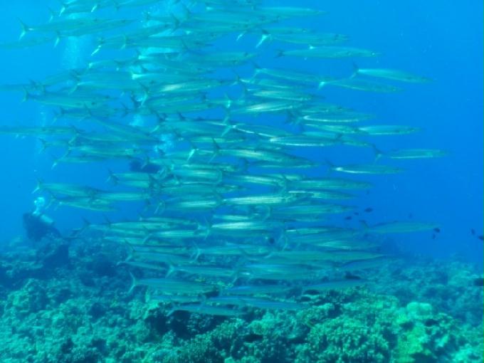 愉快的潜水活动 - 塞班 Dive Y2K - NAFTAN