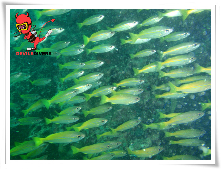 푸켓 - 피피섬 bida nok